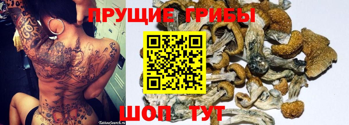 Галлюциногенные грибы Psilocybe Добрянка